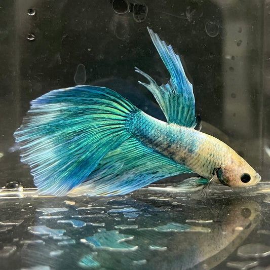 the-fish-farm Male Betta Male Betta - One Only - 19 Choose your favourite Male Betta from The Fish Farm Australia
