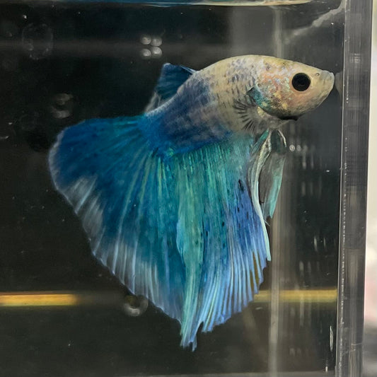 the-fish-farm Male Betta Male Betta - One Only - 19 Choose your favourite Male Betta from The Fish Farm Australia