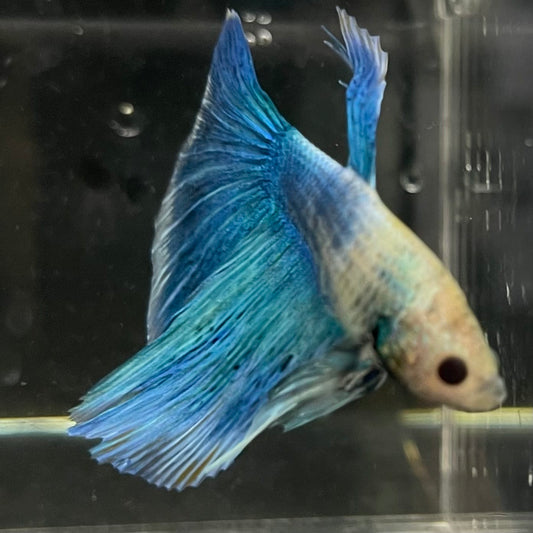 the-fish-farm Male Betta Male Betta - One Only - 19 Choose your favourite Male Betta from The Fish Farm Australia
