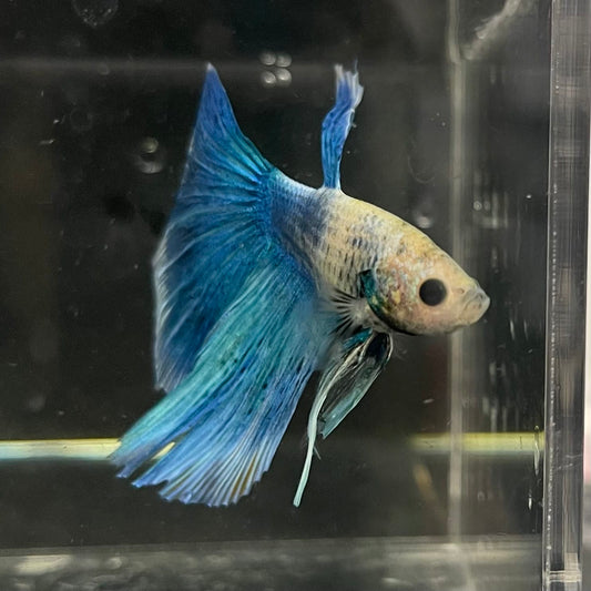 the-fish-farm Male Betta Male Betta - One Only - 19 Choose your favourite Male Betta from The Fish Farm Australia