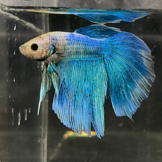 the-fish-farm Male Betta Male Betta - One Only - 19 Choose your favourite Male Betta from The Fish Farm Australia