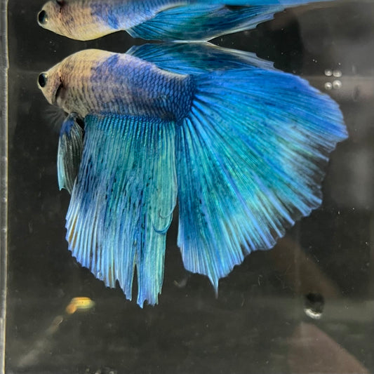 the-fish-farm Male Betta Male Betta - One Only - 19 Choose your favourite Male Betta from The Fish Farm Australia