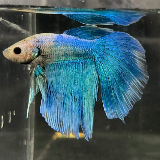 the-fish-farm Male Betta Male Betta - One Only - 19 Choose your favourite Male Betta from The Fish Farm Australia