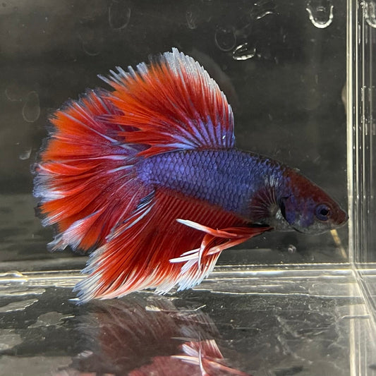 the-fish-farm Male Betta Male Betta - One Only - 19 Choose your favourite Male Betta from The Fish Farm Australia