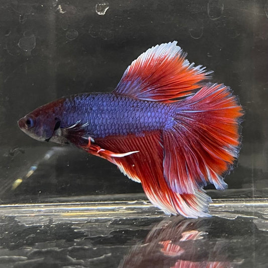 the-fish-farm Male Betta Male Betta - One Only - 19 Choose your favourite Male Betta from The Fish Farm Australia