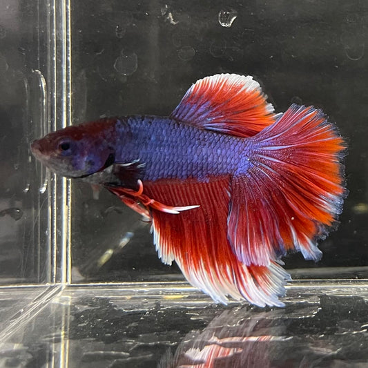 the-fish-farm Male Betta Male Betta - One Only - 19 Choose your favourite Male Betta from The Fish Farm Australia