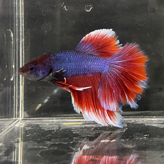 the-fish-farm Male Betta Male Betta - One Only - 19 Choose your favourite Male Betta from The Fish Farm Australia