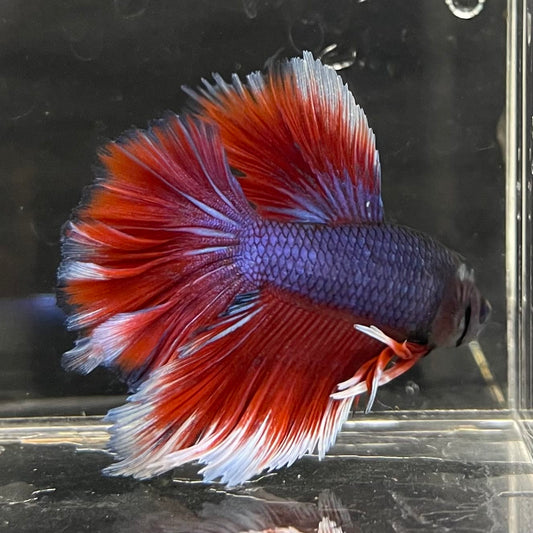the-fish-farm Male Betta Male Betta - One Only - 19 Choose your favourite Male Betta from The Fish Farm Australia