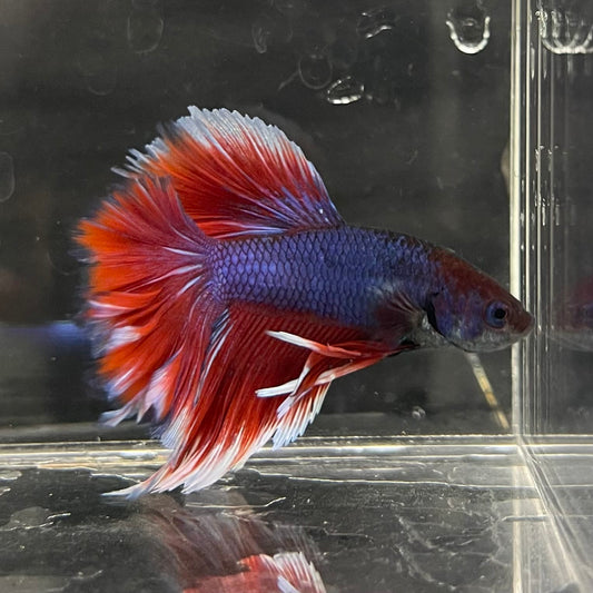 the-fish-farm Male Betta Male Betta - One Only - 19 Choose your favourite Male Betta from The Fish Farm Australia