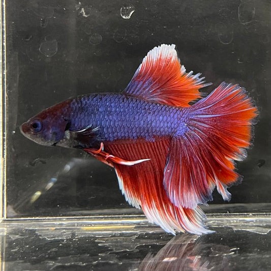 the-fish-farm Male Betta Male Betta - One Only - 19 Choose your favourite Male Betta from The Fish Farm Australia