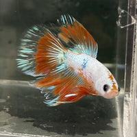 the-fish-farm Male Betta Male Betta - One Only - 19 Choose your favourite Male Betta from The Fish Farm Australia