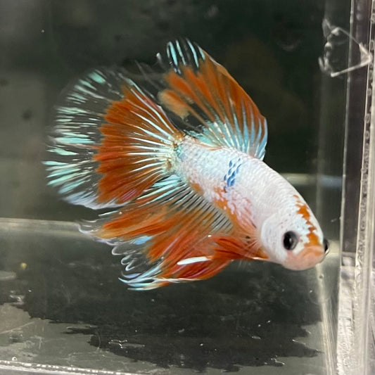 the-fish-farm Male Betta Male Betta - One Only - 19 Choose your favourite Male Betta from The Fish Farm Australia