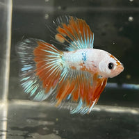 the-fish-farm Male Betta Male Betta - One Only - 19 Choose your favourite Male Betta from The Fish Farm Australia