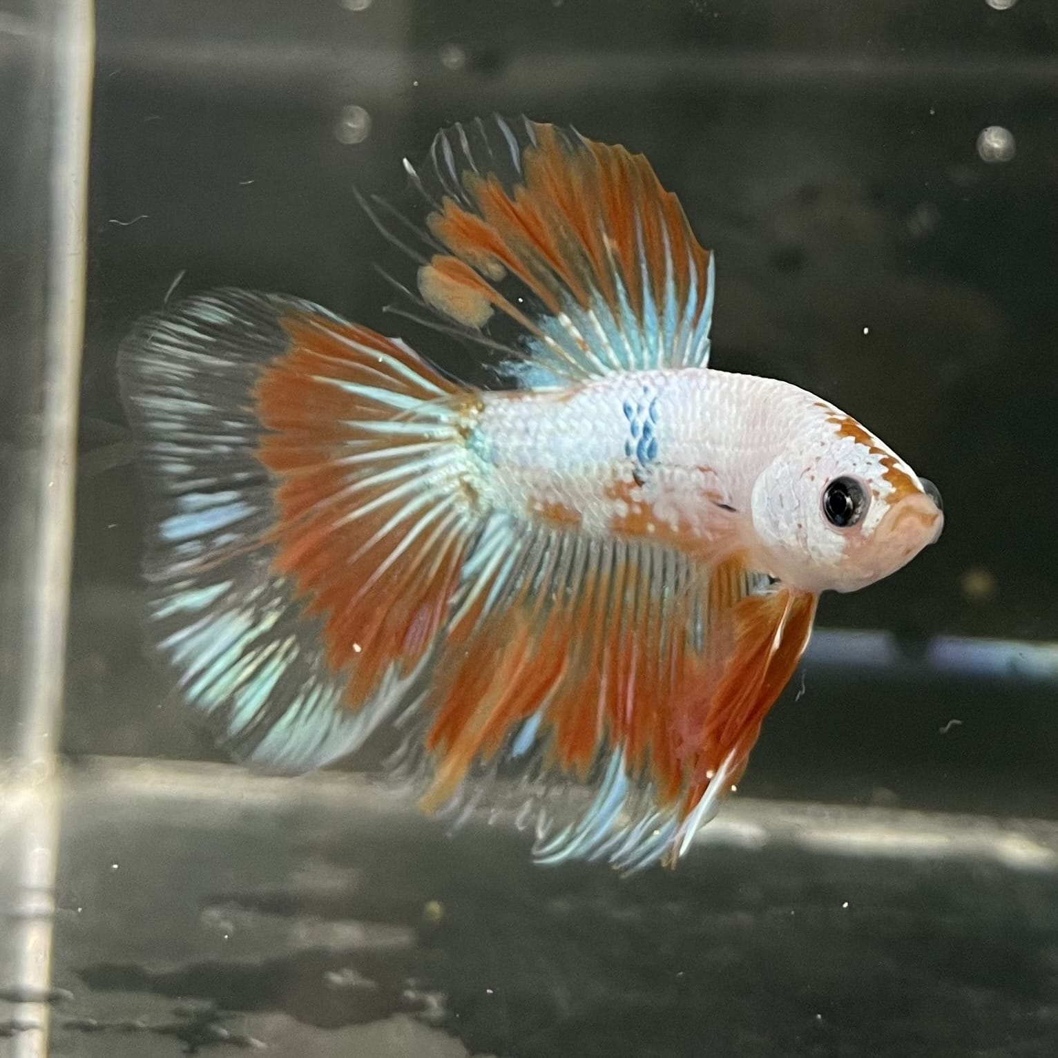 the-fish-farm Male Betta Male Betta - One Only - 19 Choose your favourite Male Betta from The Fish Farm Australia