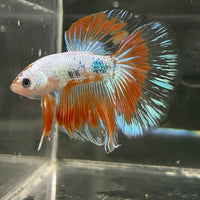 the-fish-farm Male Betta Male Betta - One Only - 19 Choose your favourite Male Betta from The Fish Farm Australia