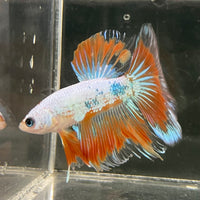 the-fish-farm Male Betta Male Betta - One Only - 19 Choose your favourite Male Betta from The Fish Farm Australia