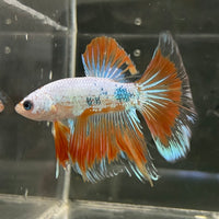 the-fish-farm Male Betta Male Betta - One Only - 19 Choose your favourite Male Betta from The Fish Farm Australia