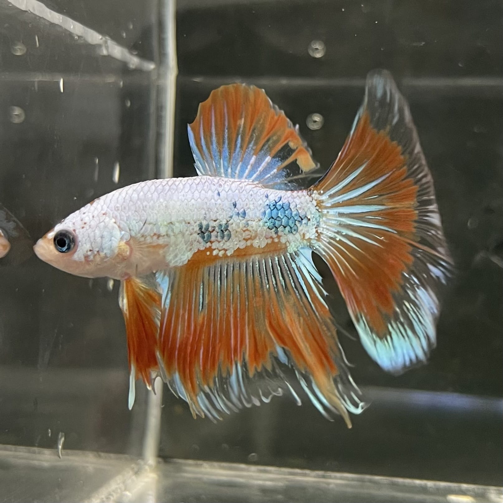 the-fish-farm Male Betta Male Betta - One Only - 19 Choose your favourite Male Betta from The Fish Farm Australia