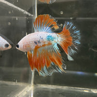 the-fish-farm Male Betta Male Betta - One Only - 19 Choose your favourite Male Betta from The Fish Farm Australia