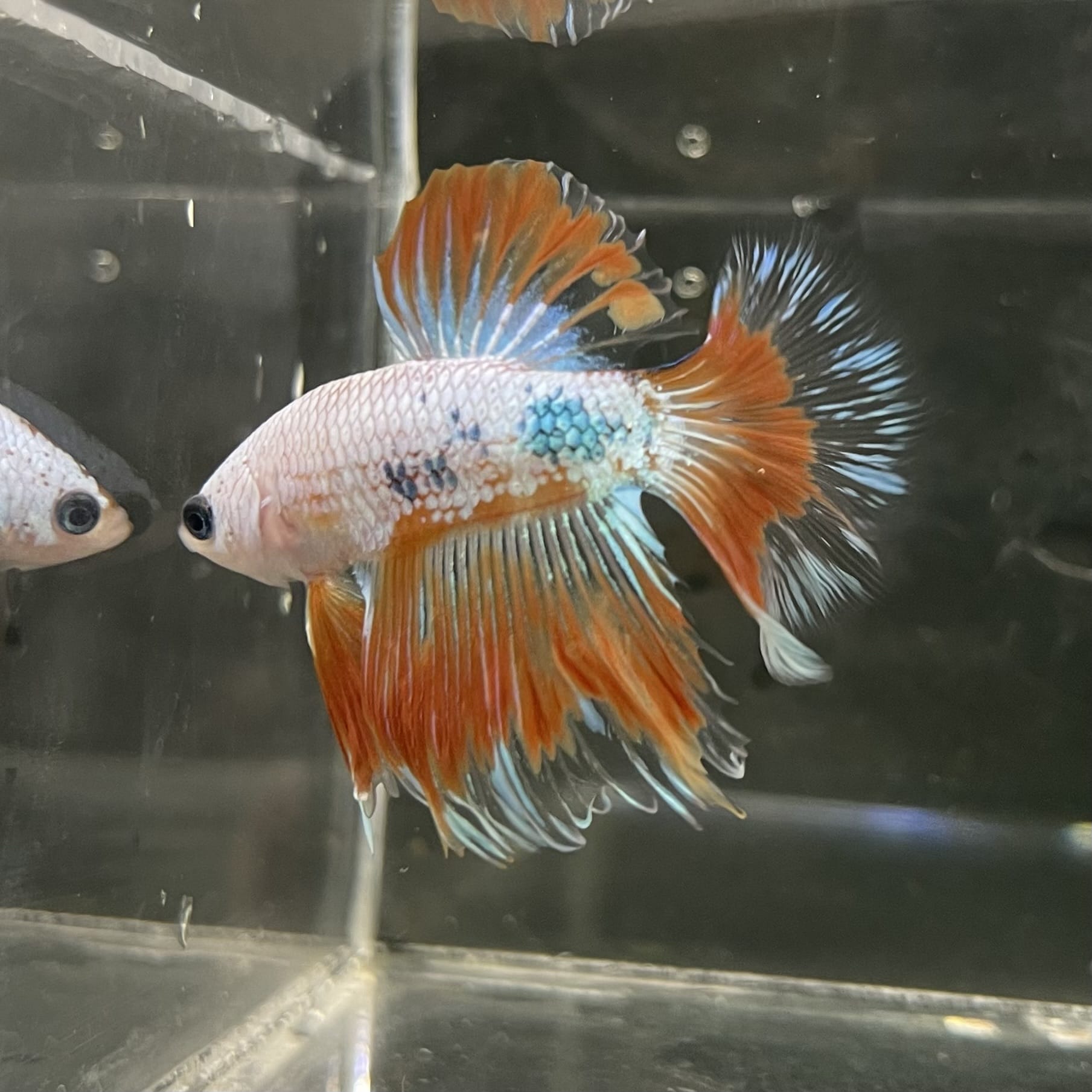 the-fish-farm Male Betta Male Betta - One Only - 19 Choose your favourite Male Betta from The Fish Farm Australia