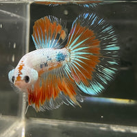the-fish-farm Male Betta Male Betta - One Only - 19 Choose your favourite Male Betta from The Fish Farm Australia