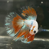 the-fish-farm Male Betta Male Betta - One Only - 19 Choose your favourite Male Betta from The Fish Farm Australia