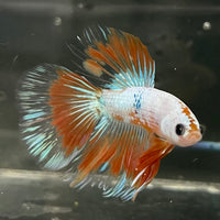 the-fish-farm Male Betta Male Betta - One Only - 19 Choose your favourite Male Betta from The Fish Farm Australia