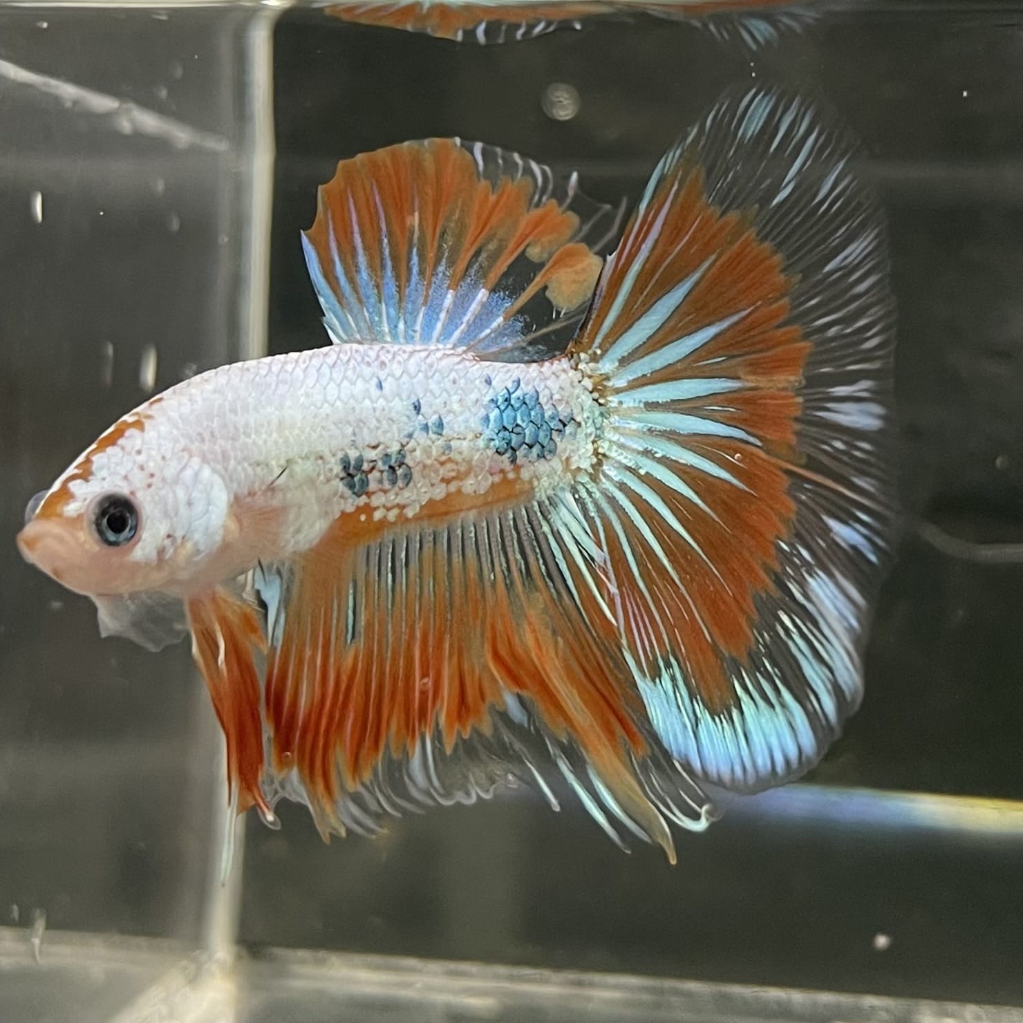 the-fish-farm Male Betta Male Betta - One Only - 19 Choose your favourite Male Betta from The Fish Farm Australia