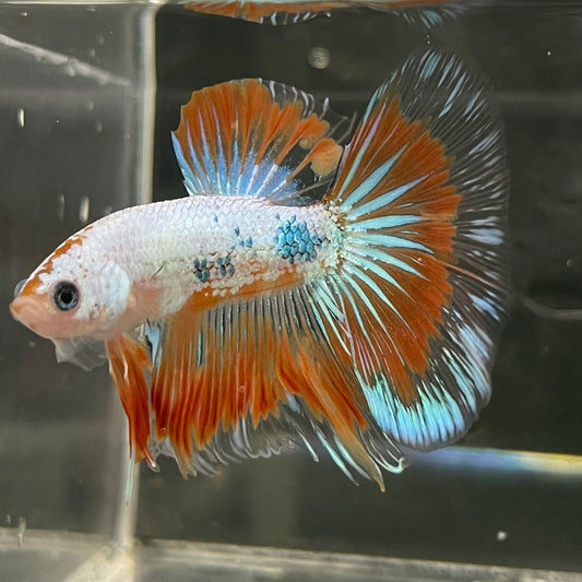 the-fish-farm Male Betta Male Betta - One Only - 19 Choose your favourite Male Betta from The Fish Farm Australia
