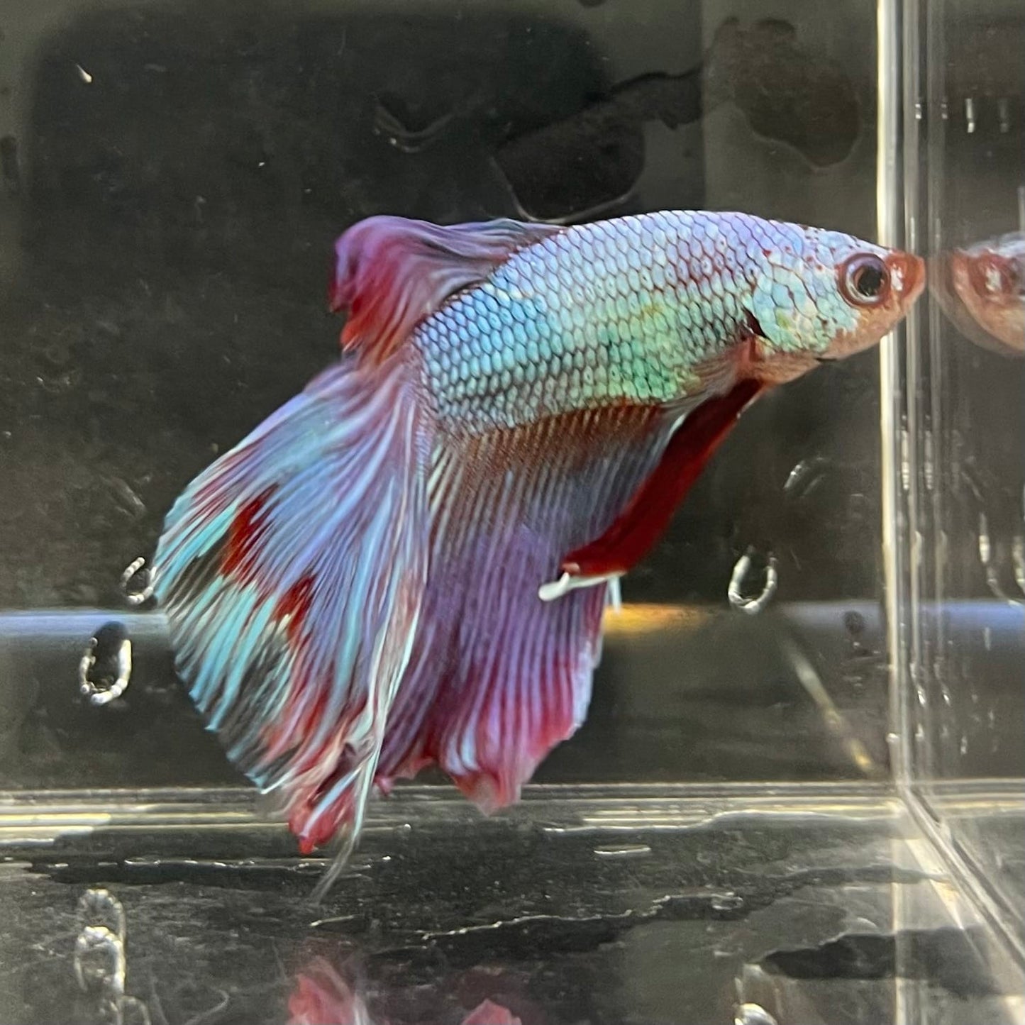 the-fish-farm Male Betta Male Betta - One Only - 19 Choose your favourite Male Betta from The Fish Farm Australia