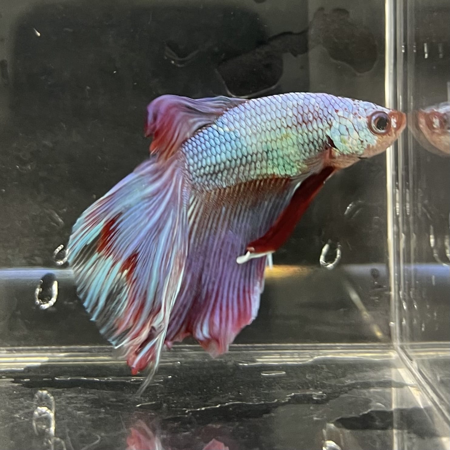 the-fish-farm Male Betta Male Betta - One Only - 19 Choose your favourite Male Betta from The Fish Farm Australia