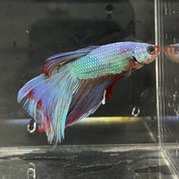 the-fish-farm Male Betta Male Betta - One Only - 19 Choose your favourite Male Betta from The Fish Farm Australia