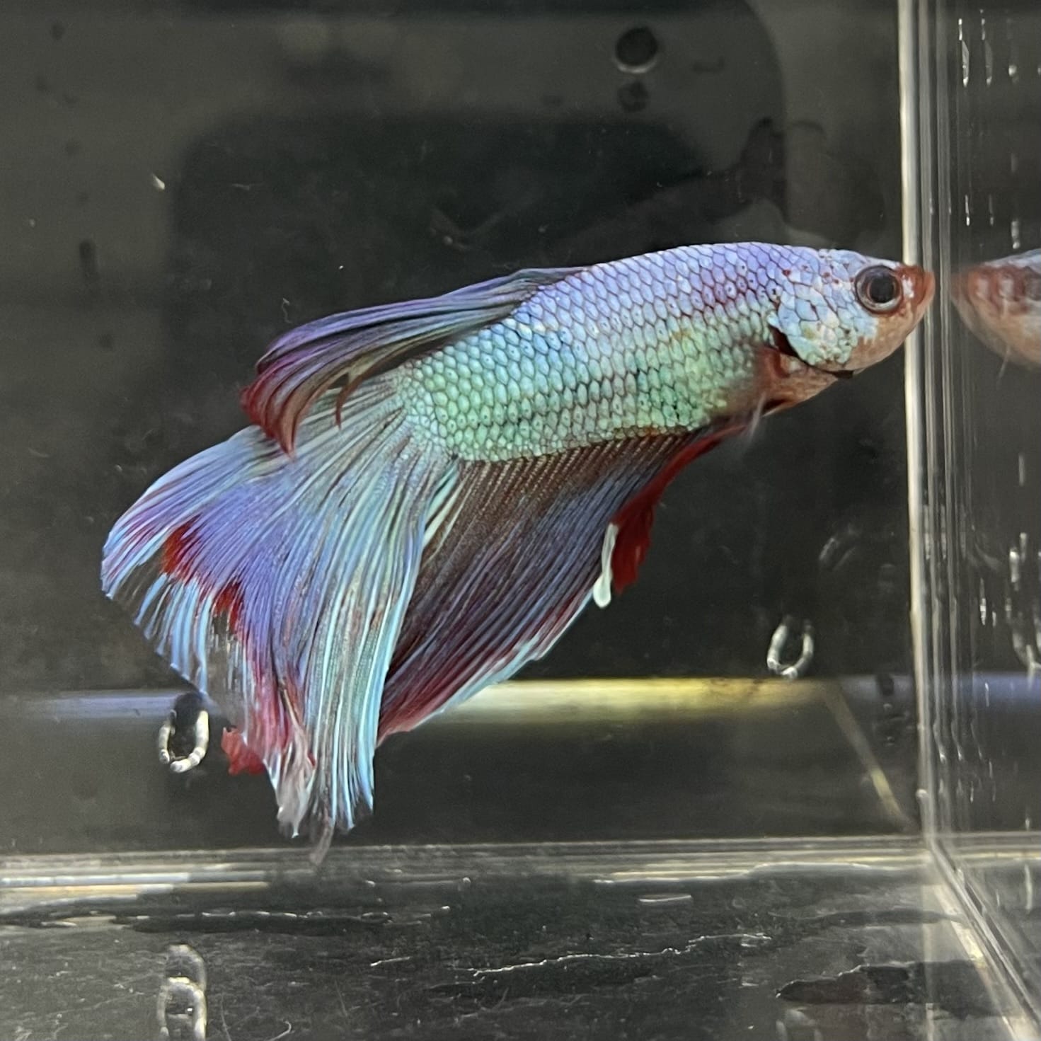 the-fish-farm Male Betta Male Betta - One Only - 19 Choose your favourite Male Betta from The Fish Farm Australia