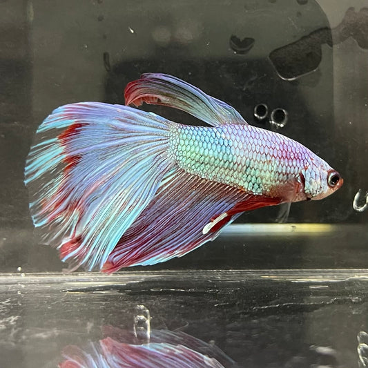 the-fish-farm Male Betta Male Betta - One Only - 19 Choose your favourite Male Betta from The Fish Farm Australia