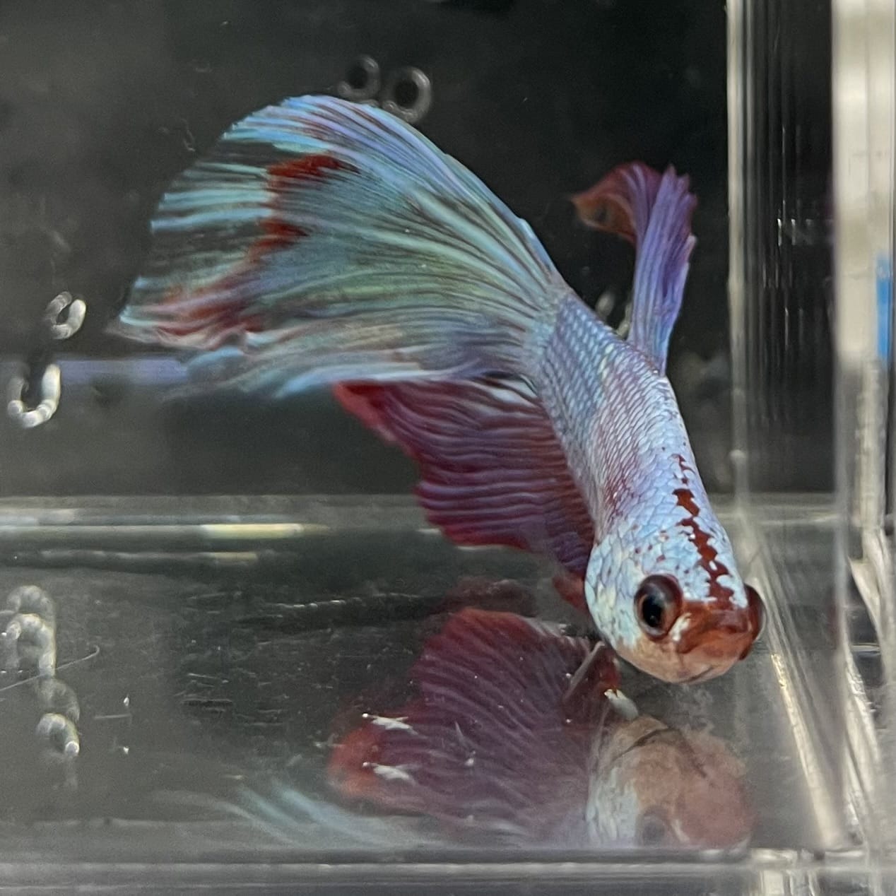 the-fish-farm Male Betta Male Betta - One Only - 19 Choose your favourite Male Betta from The Fish Farm Australia