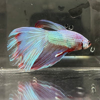 the-fish-farm Male Betta Male Betta - One Only - 19 Choose your favourite Male Betta from The Fish Farm Australia