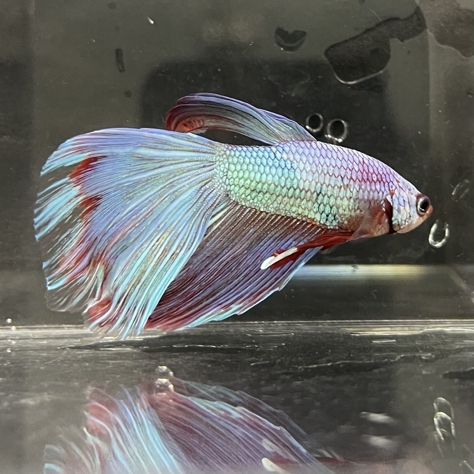 the-fish-farm Male Betta Male Betta - One Only - 19 Choose your favourite Male Betta from The Fish Farm Australia