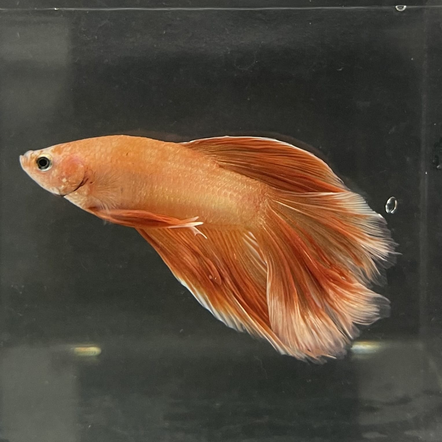 the-fish-farm Male Betta Male Betta - One Only - 19 Choose your favourite Male Betta from The Fish Farm Australia