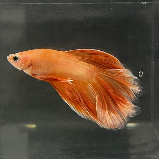 the-fish-farm Male Betta Male Betta - One Only - 19 Choose your favourite Male Betta from The Fish Farm Australia