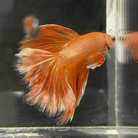 the-fish-farm Male Betta Male Betta - One Only - 19 Choose your favourite Male Betta from The Fish Farm Australia