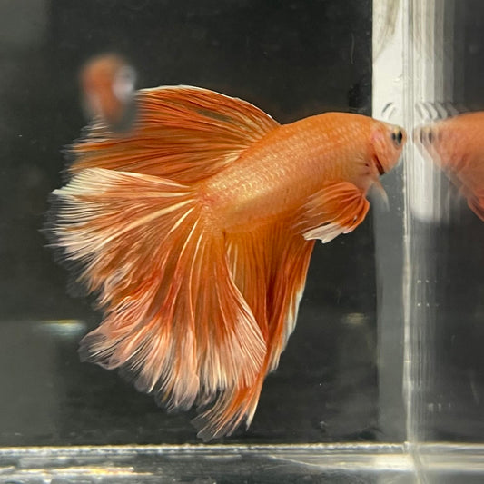 the-fish-farm Male Betta Male Betta - One Only - 19 Choose your favourite Male Betta from The Fish Farm Australia
