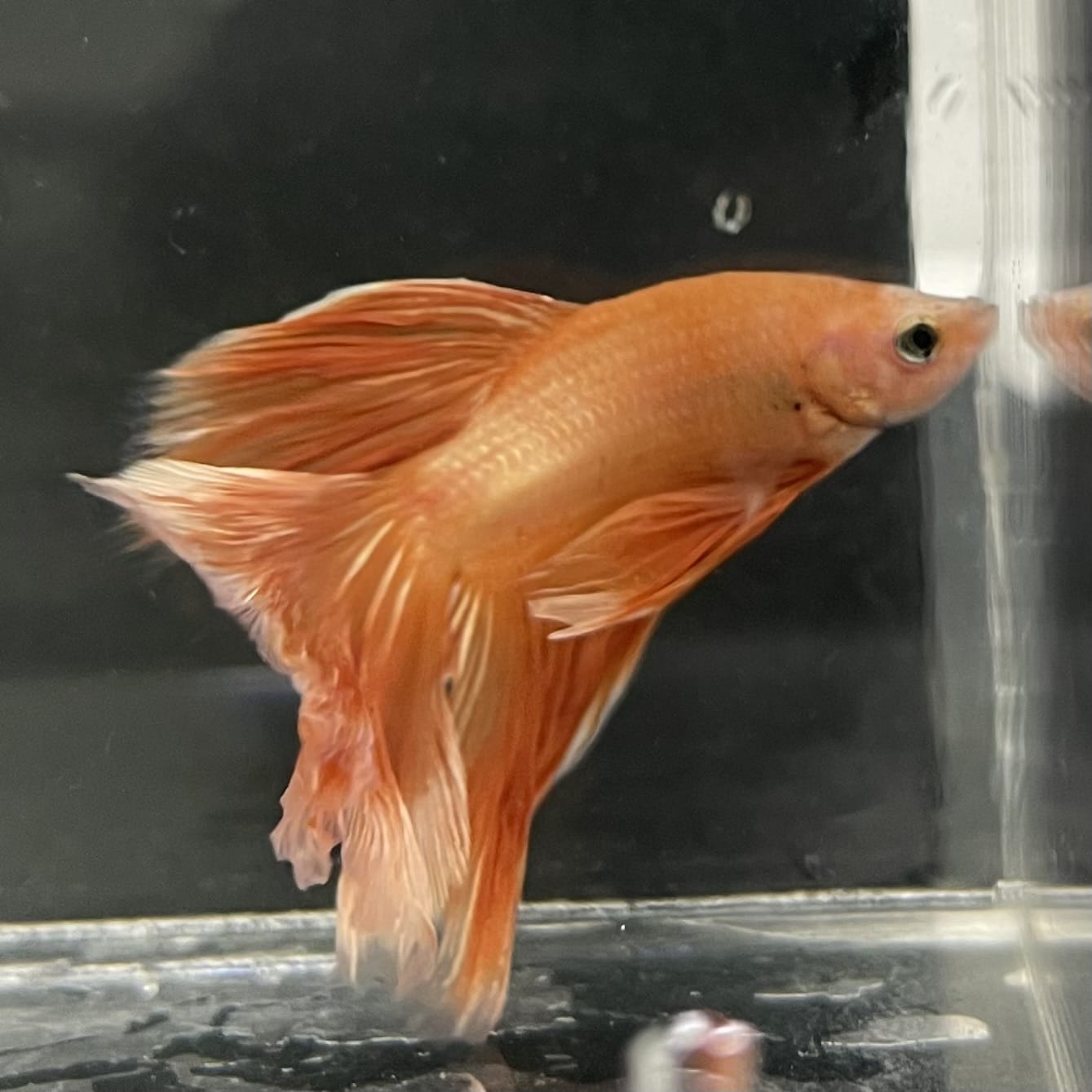 the-fish-farm Male Betta Male Betta - One Only - 19 Choose your favourite Male Betta from The Fish Farm Australia