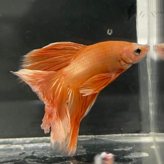 the-fish-farm Male Betta Male Betta - One Only - 19 Choose your favourite Male Betta from The Fish Farm Australia