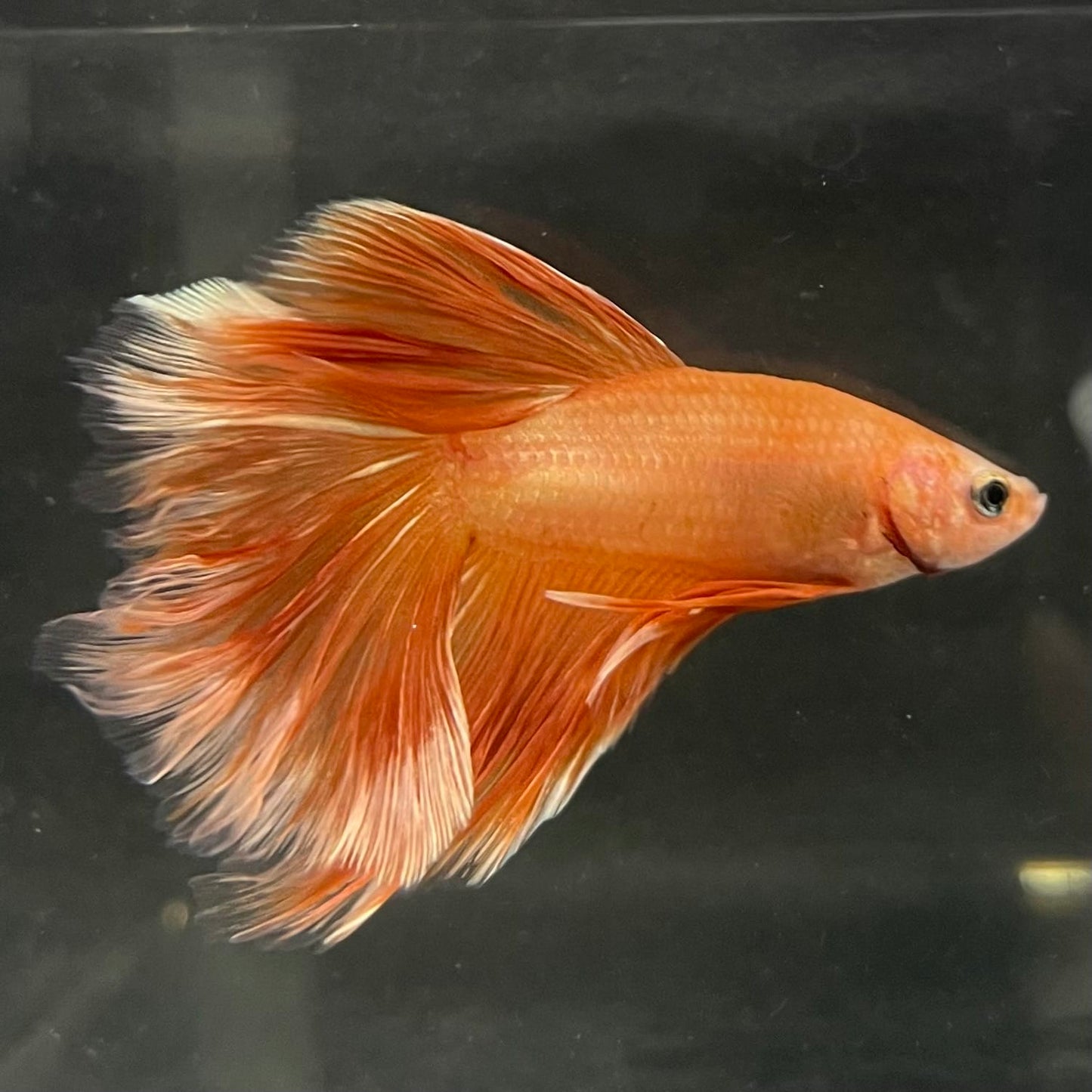 the-fish-farm Male Betta Male Betta - One Only - 19 Choose your favourite Male Betta from The Fish Farm Australia