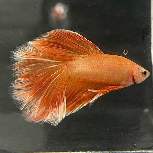 the-fish-farm Male Betta Male Betta - One Only - 19 Choose your favourite Male Betta from The Fish Farm Australia