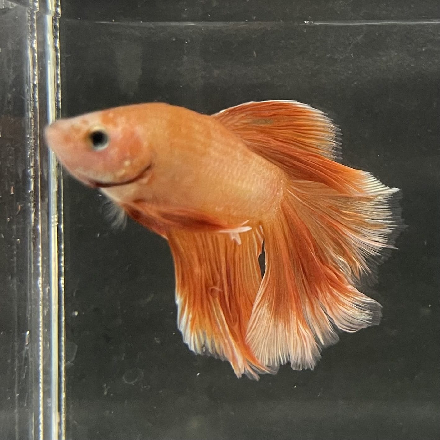 the-fish-farm Male Betta Male Betta - One Only - 19 Choose your favourite Male Betta from The Fish Farm Australia