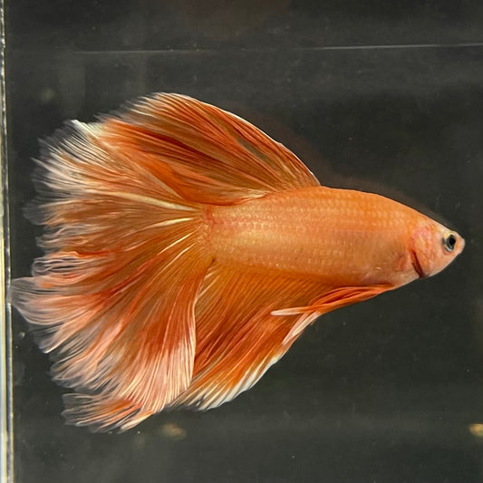 the-fish-farm Male Betta Male Betta - One Only - 19 Choose your favourite Male Betta from The Fish Farm Australia