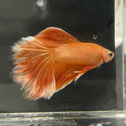 the-fish-farm Male Betta Male Betta - One Only - 19 Choose your favourite Male Betta from The Fish Farm Australia