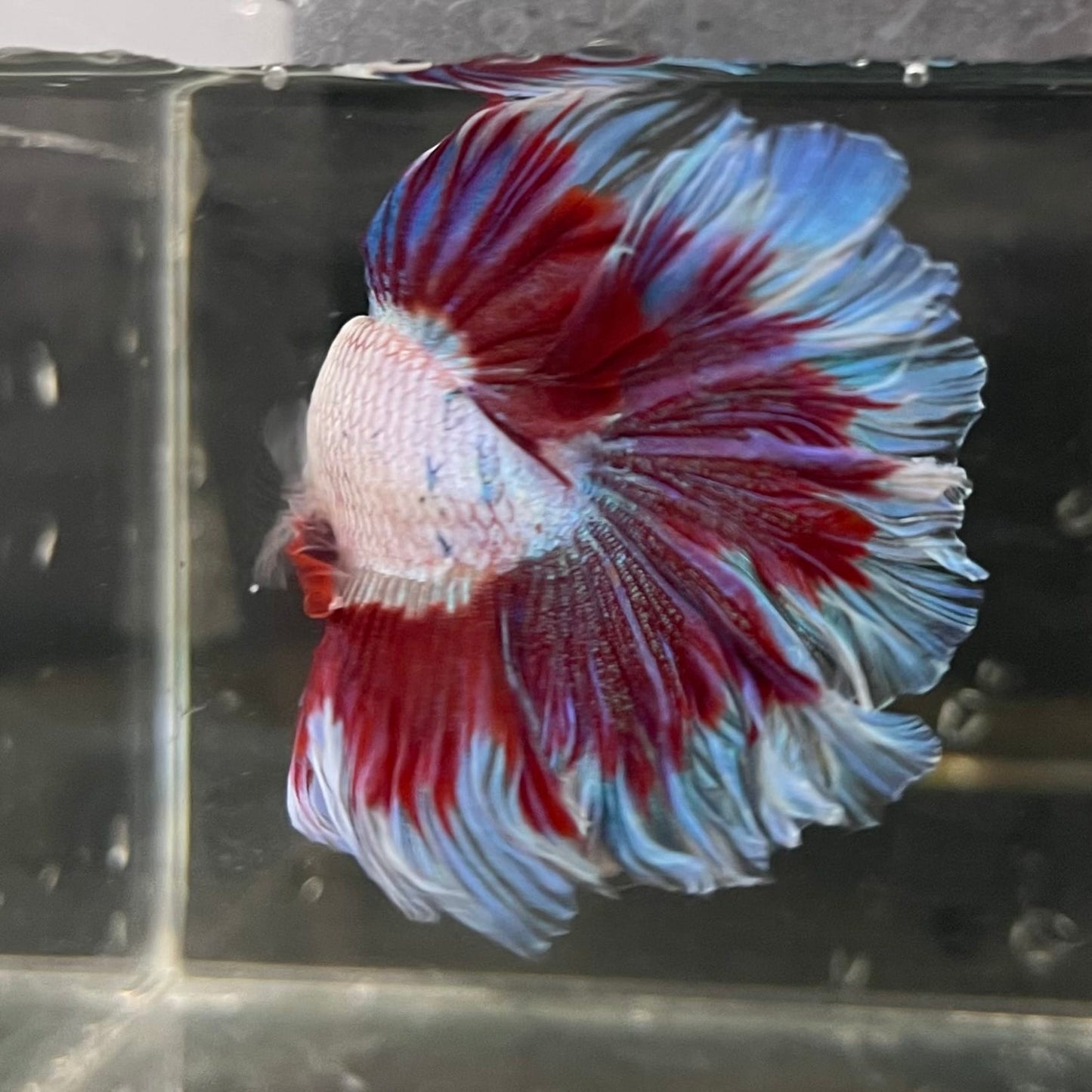 the-fish-farm Male Betta Male Betta - One Only - 19 Choose your favourite Male Betta from The Fish Farm Australia