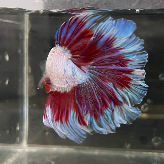 the-fish-farm Male Betta Male Betta - One Only - 19 Choose your favourite Male Betta from The Fish Farm Australia